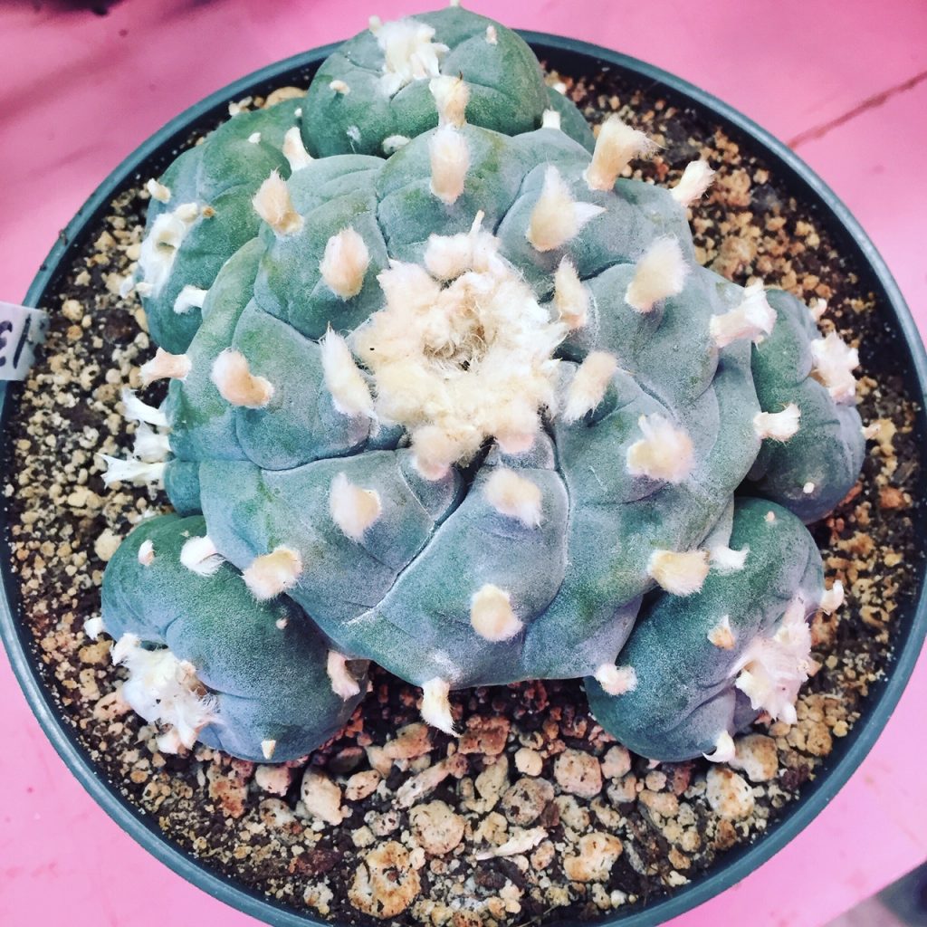 Lophophora williamsii var. Big Bend Seeds West Coast Cactus